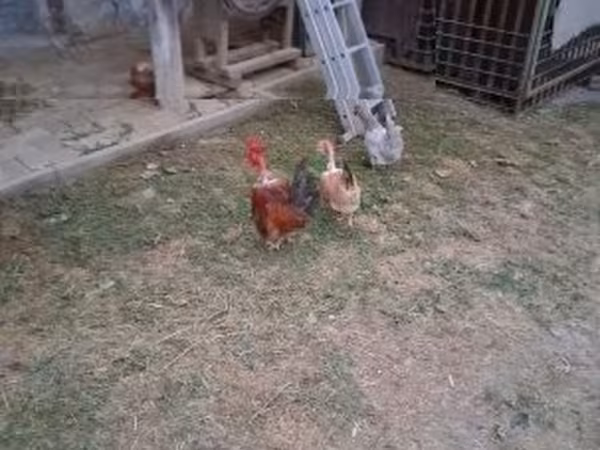 Poule danoise — Hongrie
