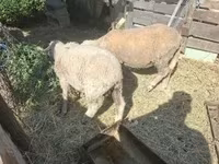 Widder, Merino sheep — Foto 1