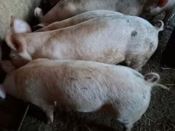 Świnie (partia, płeć nieokreślona), Świnie — Węgry