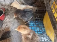 Chickens — fotografija 8
