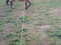 Égua, Cavalos — foto 3