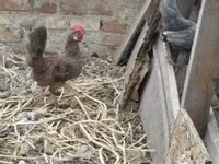 Chickens — foto 6