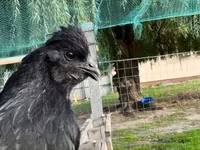 Chickens — fotografija 1
