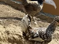 ياباني بانتام — الصورة 6
