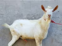 Jarac, Dutch Landrace goats — fotografija 2