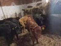Bull, Cattle — photo 3