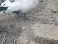 domaća muskovska patka — fotografija 3