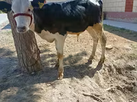 Бұқа, Russian Black pied cattle — 4-сурет