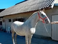 雄馬, Lipizzaner — 写真 5