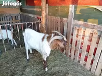 تيس, Boer goat — الصورة 2