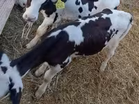 Бұқа, Russian Black pied cattle — 6-сурет