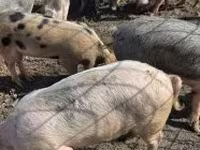 Eber, Schweine — Foto 3