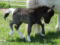 Kobila, Miniature horse — fotografija 5