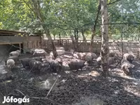 Sow, Вьетнамская вислобрюхая — photo 2