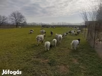 Widder, Dorper sheep — Foto 3