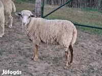 Sheep, Sheep — photo 2