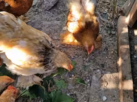 Pekinška bantam — fotografija 3