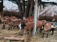 Brebis, Cameroon sheep — photo 2