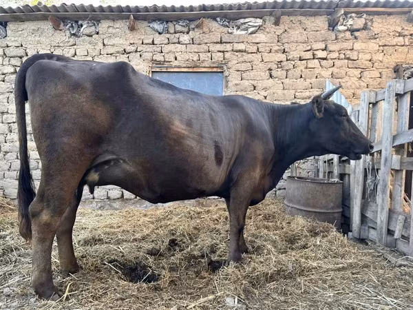 Krava, Ukrainian Brown Dairy Cattle
