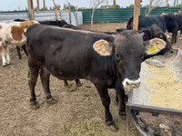 Bull, Swiss cattle — photo 4