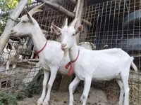 Cabra, Saanen goat — foto 8