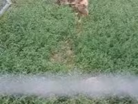 Chickens — foto 4