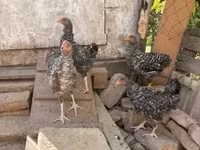 Chickens — fotografija 2