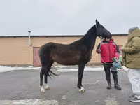 Kobyła, Akhal-Teke — zdjęcie 2