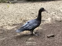 Ducks — Foto 4