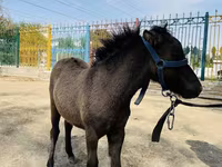 Pferde (Partie, Geschlecht nicht angegeben), Australian Pony — Foto 2