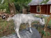 تيس, Nubian Goat — الصورة 8