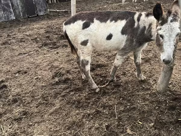 Айғыр, Жылқылар