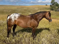 Pastuv, Horses of Sable Island — fotografija 1
