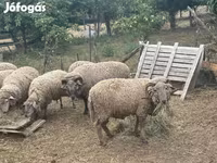 Widder, Merino sheep — Foto 4
