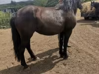 Бие, Međimurje horse — 4-сурет