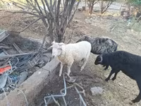 Bélier, Merino sheep — photo 4