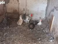 Chickens — fotografija 4