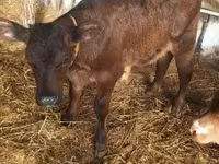 Vaca, Vaca Limousin — foto 2