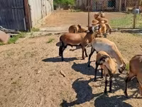 Ovelhas (lote, sexo não especificado), Cameroon sheep — foto 3