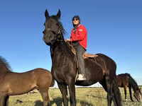 Kobila, Friesian — fotografija 1