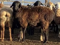 Owca, Edilbay sheep — zdjęcie 3