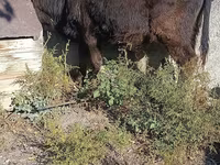 Touro, Simmental cattle — foto 4