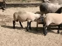 Carneiro, White Suffolk sheep — foto 3