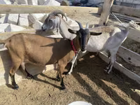Chèvre, Saanen goat — photo 1