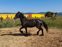 Kobyła, Friesian — zdjęcie 3