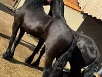 Pastuv, Friesian — fotografija 3