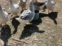 Geese — Foto 4