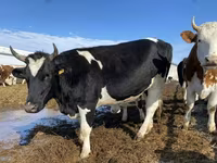 Krava, Russian Black pied cattle — fotografija 1