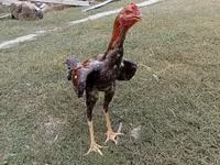 Chickens — fotografija 3