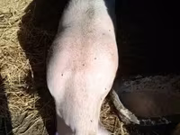 Хряк, Свиньи — фото 2